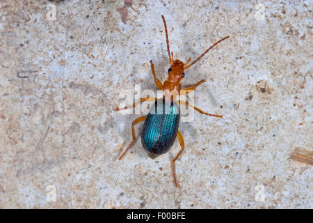 greater bombardier beetle (Brachinus crepitans), on a stone, Germany Stock Photo