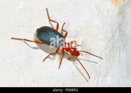 greater bombardier beetle (Brachinus crepitans), on a stone, Germany Stock Photo