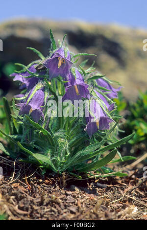 Alpine Bellflower (Campanula alpina), blooming, Germany Stock Photo