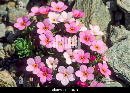 Alpine Rock-Jasmine, Alpine Rock Jasmine (Androsace alpina, Androsace glacialis), blooming, Austria Stock Photo
