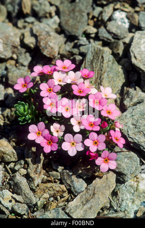 Alpine Rock-Jasmine, Alpine Rock Jasmine (Androsace alpina, Androsace glacialis), blooming, Austria Stock Photo