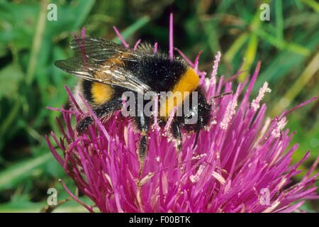 buff-tailed bumble bee (Bombus terrestris), on a flower, Germany Stock Photo