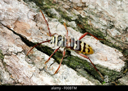Longhorn beetle (Plagionotus detritus), on bark, Germany Stock Photo