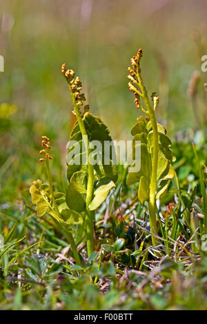 Moonwort grape-fern (Botrychium lunaria), in a meadow, Germany Stock Photo