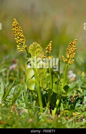 Moonwort grape-fern (Botrychium lunaria), in a meadow, Germany Stock Photo