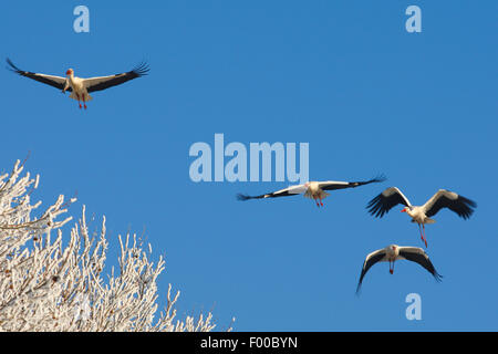 white stork (Ciconia ciconia), four storks in flight, winter, Belgium Stock Photo