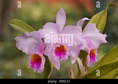 Cattleya mossiae hi-res stock photography and images - Alamy