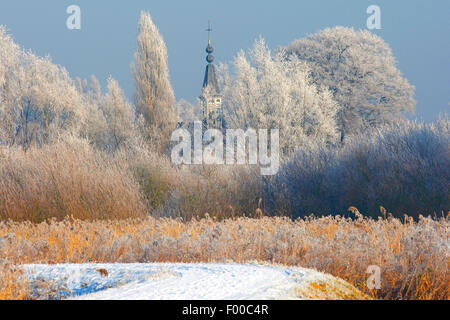 reed grass, common reed (Phragmites communis, Phragmites australis), church and fringe of reeds covered in white frost in winter, Belgium Stock Photo