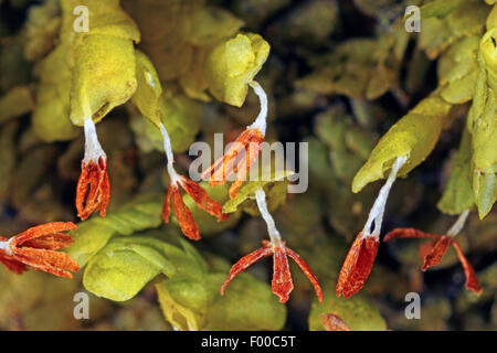 Flat-leaved Scalewort (Radula complanata), capsules, Germany Stock Photo