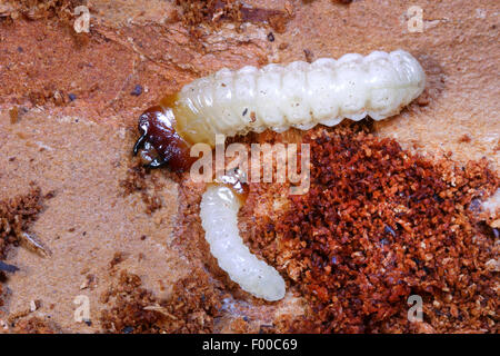 Ribbed pine borer, Ribbed pine-borer (Rhagium inquisitor), larva, Germany