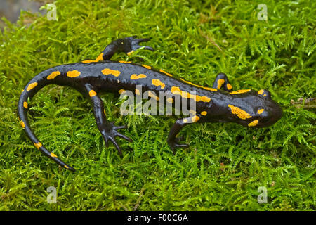 European fire salamander (Salamandra salamandra), on moss, top view, Germany Stock Photo