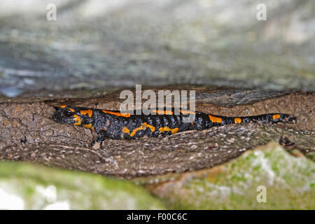 European fire salamander (Salamandra salamandra), on the ground, Germany Stock Photo