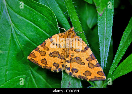 Speckled Yellow (Pseudopanthera macularia), on a leaf, Germany Stock Photo