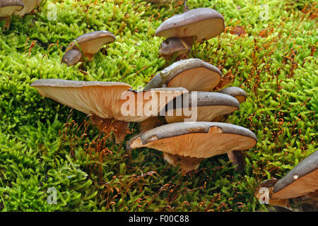 Late fall oyster mushroom, Olive oysterling (Panellus serotinus, Sarcomyxa serotina, Pleurotus serotinus), fruiting bodies on mossy ground, Germany Stock Photo