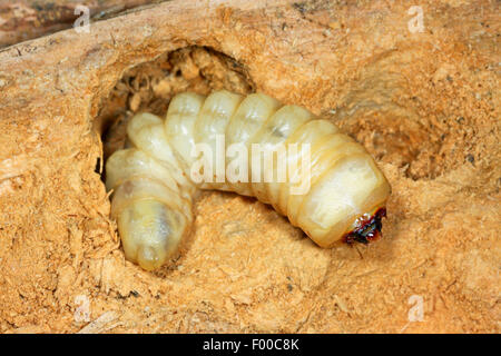 Carpenter longhorn (Ergates faber), larva, Germany Stock Photo