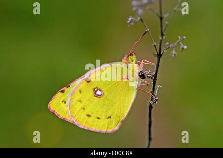 Pale Clouded Yellow (Colias hyale), sitting at a stem with wings folded, Germany Stock Photo