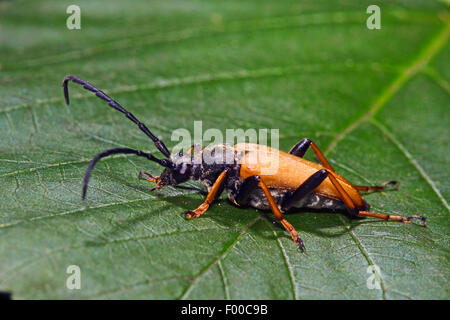 Red Longhorn Beetle (Anoplodera rubra, Stictoleptura rubra, Leptura rubra, Corymbia rubra, Aredolpona rubra), male, Germany