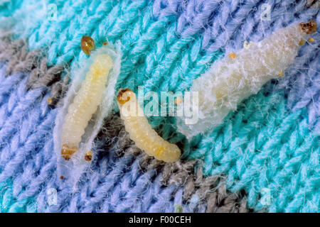 common clothes moth, destroyer clothes moth (Tineola bisselliella), larvae, partly in a cocoon, Germany