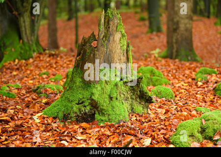 common beech (Fagus sylvatica), mossy, rotten copper beech stub in an autumn forest, Germany, Bavaria Stock Photo