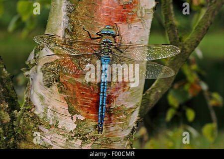 emperor dragonfly (Anax imperator), male, Germany Stock Photo