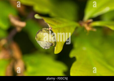 Oak leaf roller, Red oak roller (Attelabus nitens, Attelabus curculionoides), rolled-up oak leaf, Germany Stock Photo