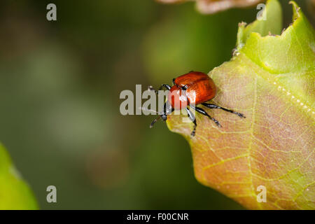 Oak leaf roller, Red oak roller (Attelabus nitens, Attelabus curculionoides), on a leaf, Germany Stock Photo