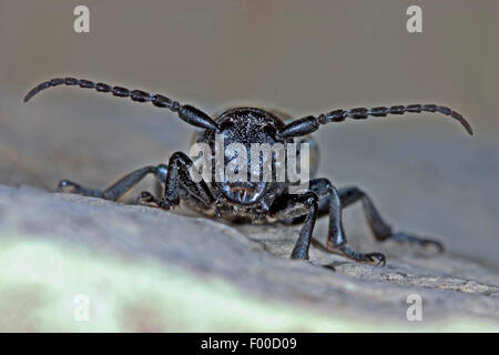 Grass-feeding beetle, Flightless Longhorn Beetle (Dorcadion fuliginator, Iberodorcadion fuliginator), portrait, Germany