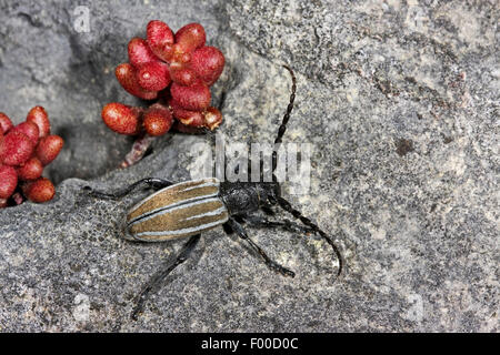 Grass-feeding beetle, Flightless Longhorn Beetle (Dorcadion fuliginator, Iberodorcadion fuliginator), on a stone, Germany