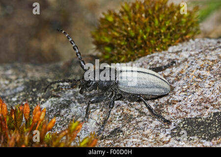 Grass-feeding beetle, Flightless Longhorn Beetle (Dorcadion fuliginator, Iberodorcadion fuliginator), on a stone, Germany