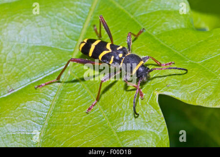 wasp beetle (Clytus arietis), wasp-like colouration for mimikry, Germany Stock Photo