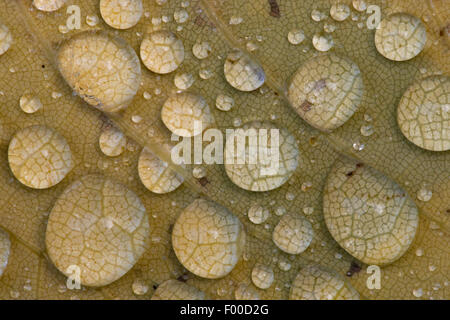 water drops on a leaf, Germany, Lower Saxony Stock Photo
