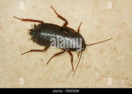 Oriental cockroach, common cockroach (Blatta orientalis), female, Germany Stock Photo