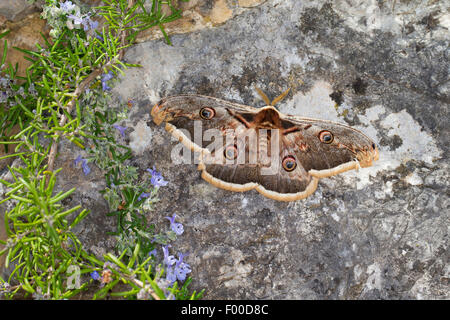 Large Emperor Moth, Giant Peacock Moth, Great Peacock Moth, Giant Emperor Moth, Viennese Emperor (Saturnia pyri), male on a stone, Germany Stock Photo