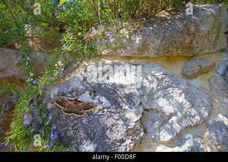 Large Emperor Moth, Giant Peacock Moth, Great Peacock Moth, Giant Emperor Moth, Viennese Emperor (Saturnia pyri), male on a stone, Germany Stock Photo