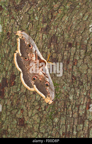 Large Emperor Moth, Giant Peacock Moth, Great Peacock Moth, Giant Emperor Moth, Viennese Emperor (Saturnia pyri), male on bark, Germany Stock Photo