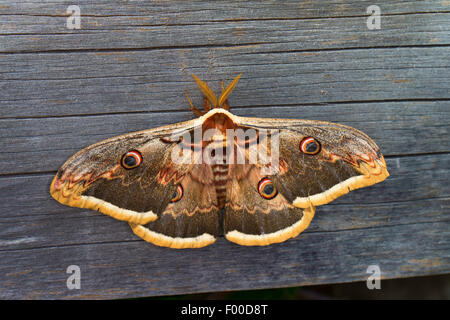 Large Emperor Moth, Giant Peacock Moth, Great Peacock Moth, Giant Emperor Moth, Viennese Emperor (Saturnia pyri), male at a wooden wall, Germany Stock Photo