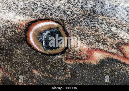 Large Emperor Moth, Giant Peacock Moth, Great Peacock Moth, Giant Emperor Moth, Viennese Emperor (Saturnia pyri), eye spot on a wing, Germany Stock Photo