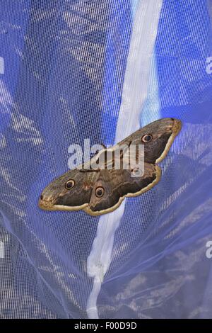 Large Emperor Moth, Giant Peacock Moth, Great Peacock Moth, Giant Emperor Moth, Viennese Emperor (Saturnia pyri), illuminated tent luring emperor moths and other insects, Germany Stock Photo