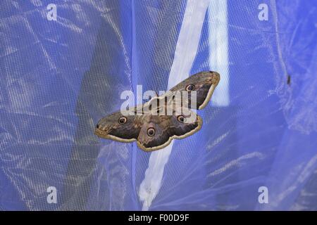 Large Emperor Moth, Giant Peacock Moth, Great Peacock Moth, Giant Emperor Moth, Viennese Emperor (Saturnia pyri), illuminated tent luring emperor moths and other insects, Germany Stock Photo