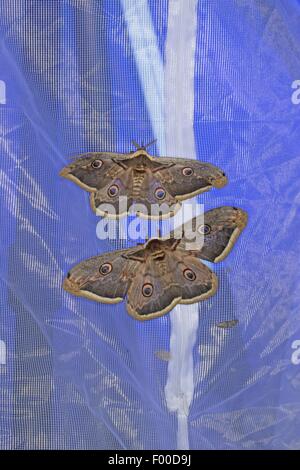 Large Emperor Moth, Giant Peacock Moth, Great Peacock Moth, Giant Emperor Moth, Viennese Emperor (Saturnia pyri), illuminated tent luring emperor moths and other insects, Germany Stock Photo