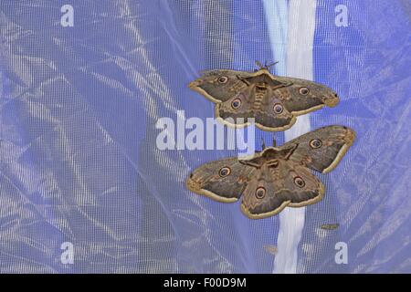 Large Emperor Moth, Giant Peacock Moth, Great Peacock Moth, Giant Emperor Moth, Viennese Emperor (Saturnia pyri), illuminated tent luring emperor moths and other insects, Germany Stock Photo