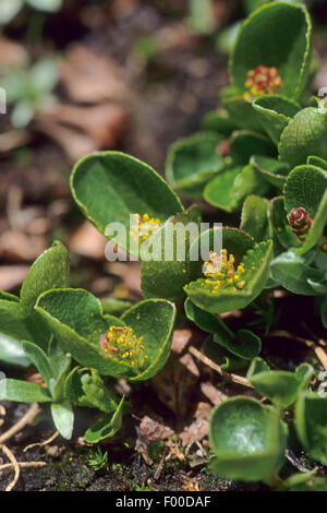 Dwarf Willow, Least Willow, Snowbed Willow (Salix herbacea), male plant, Germany Stock Photo