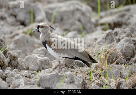 Southern Lapwing (Vanellus chilensis) guarding a nest near a rice field in the countryside of Panama Stock Photo