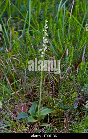 Creeping lady's-tresses, Dwarf rattlesnake-plantain (Goodyera repens, Satyrium repens), blooming, Germany Stock Photo