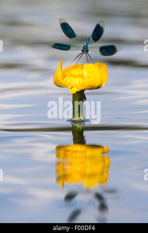banded blackwings, banded agrion, banded demoiselle (Calopteryx splendens, Agrion splendens), on water lily, Nuphar lutea, Germany, Lower Saxony Stock Photo