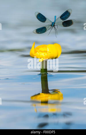 banded blackwings, banded agrion, banded demoiselle (Calopteryx splendens, Agrion splendens), landing on water lily, Nuphar lutea, Germany, Lower Saxony Stock Photo
