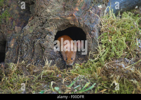 bank vole (Clethrionomys glareolus, Myodes glareolus), mouse comming out a mouse hole, knothole on the ground, Germany, North Rhine-Westphalia Stock Photo