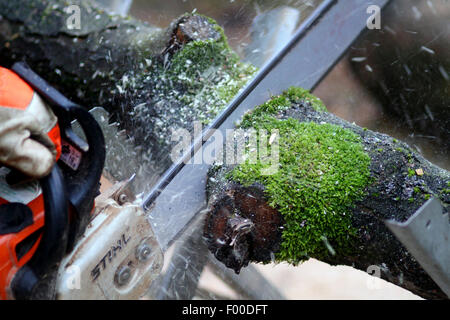 sawing through a tree trunk by chain saw, Germany Stock Photo