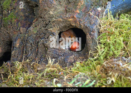 bank vole (Clethrionomys glareolus, Myodes glareolus), mouse sitting with a hazelnut in a mouse hole, knothole on the ground, Germany, North Rhine-Westphalia Stock Photo