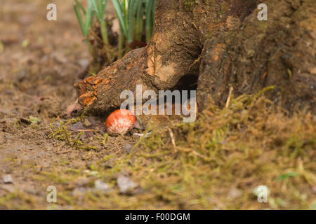 bank vole (Clethrionomys glareolus, Myodes glareolus), mouse trying to fetch in a hazelnut in a mouse hole, knothole on the ground, Germany, North Rhine-Westphalia Stock Photo